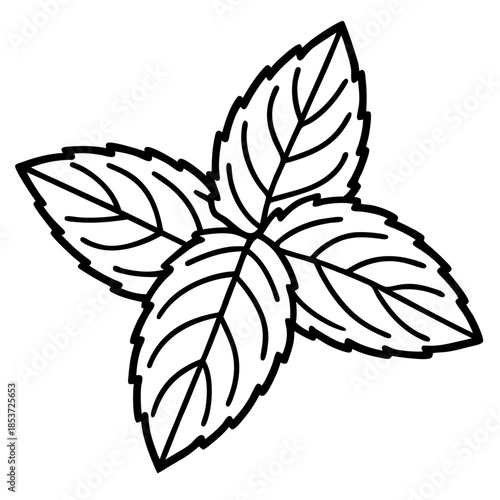 Mint line art vector