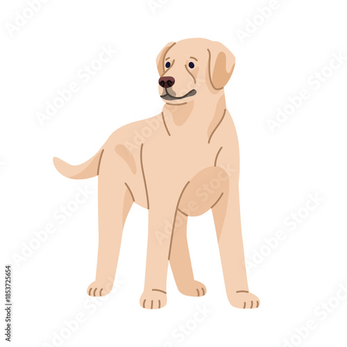 Golden Labrador retriever puppy. Cute lab dog, canine breed. Smart calm pup standing. Small purebred pet with friendly peaceful look, tail. Flat vector illustration isolated on white background