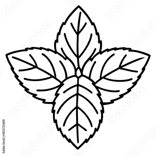 Mint line art vector