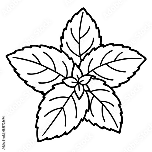 Mint line art vector