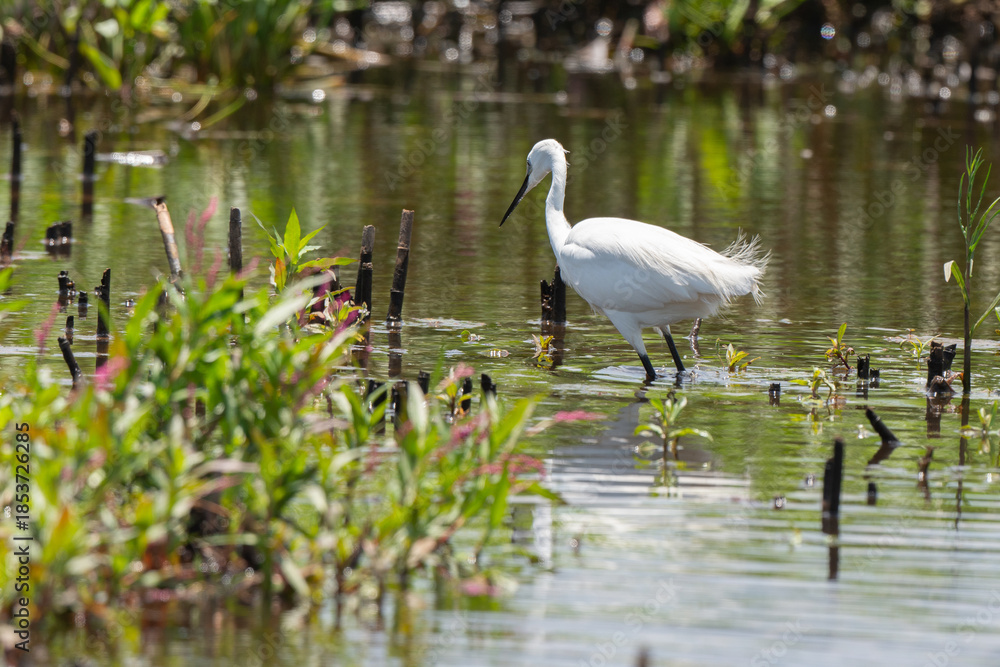 Obraz premium Grande Aigrette, Ardea alba, Great Egret