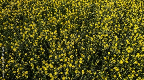 Rapeseed fields in British countryside drone aerial 