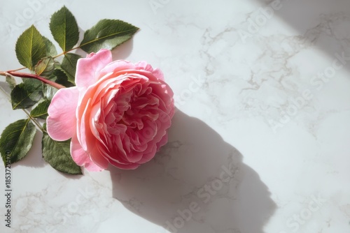 Top down pink rose on white marble with soft shadows for floral branding luxury skincare packaging clean beauty visuals and premium lifestyle content

