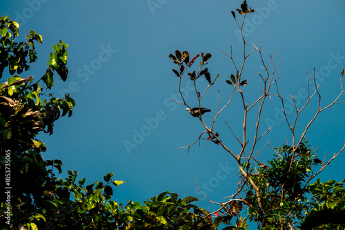 Bird perched on tree branch against clear blue sky in Mount Harriet National Park, Andaman Islands, India
