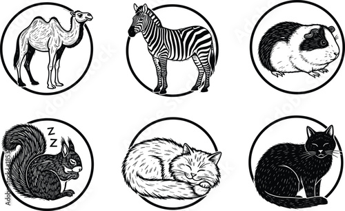Engraved animal illustration icons set, camel zebra guinea pig squirrel fox and cat, vintage hand drawn vector artwork, black and white circular badge designs