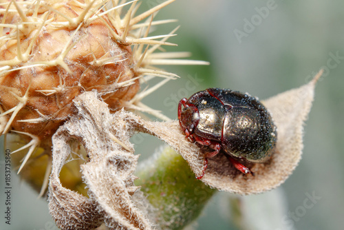 Chrysolina bankii leaf beetle posed on a plant under the sun