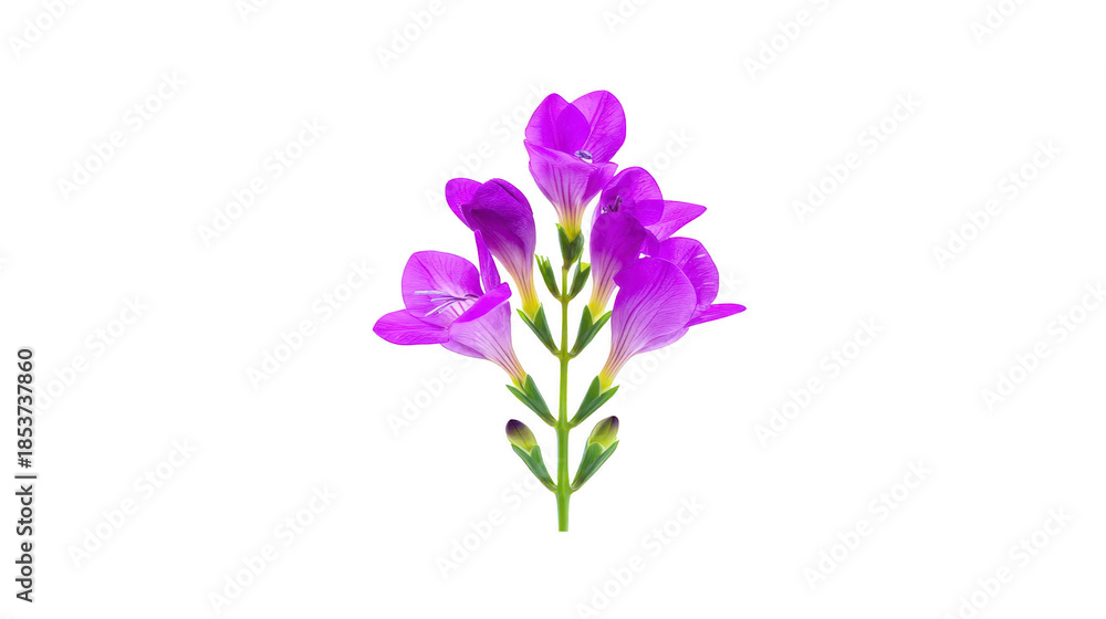 Fototapeta premium Purple freesia flower with delicate petals and green stem, isolated on transparency background, symbolizing elegance and freshness, perfect for spring or floral design concepts