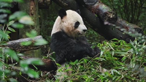 Playful Giant Panda Feeds Happily, Large Panda Chews Dense Bamboo Amidst Moist Leafy Surroundings