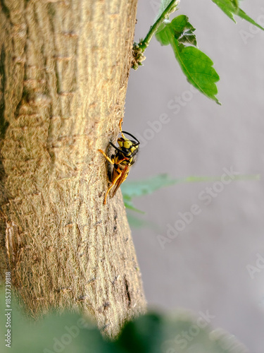 Macro detail of a wasp insect on textured tree bark