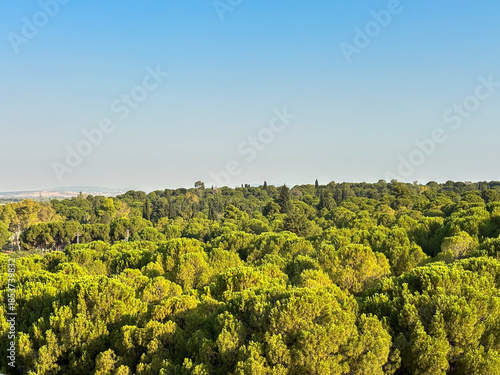 Sunny green forest landscape with pine trees and blue sky