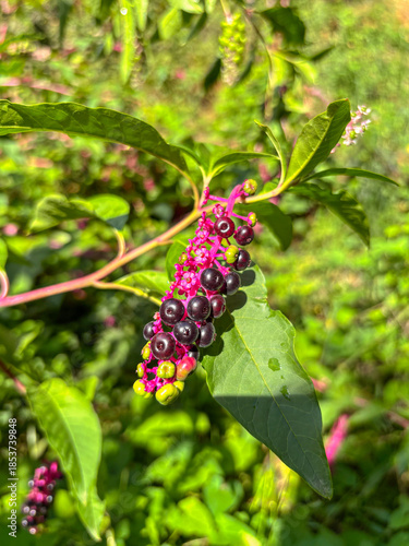 Pink Pokeweed Stem with Green and Purple Berries in Sunlight