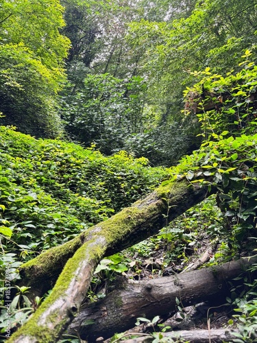 Close Up of Mossy Log in Green Forest Vegetation