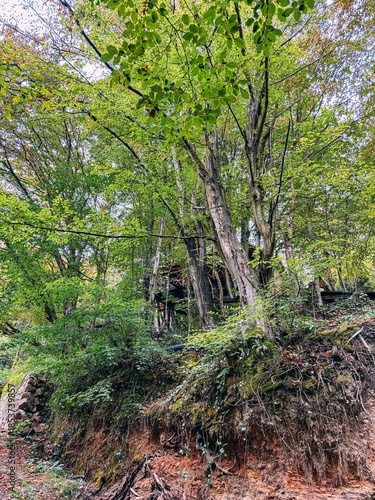 Low Angle View of Forest Soil Bank with Trees and Cabin