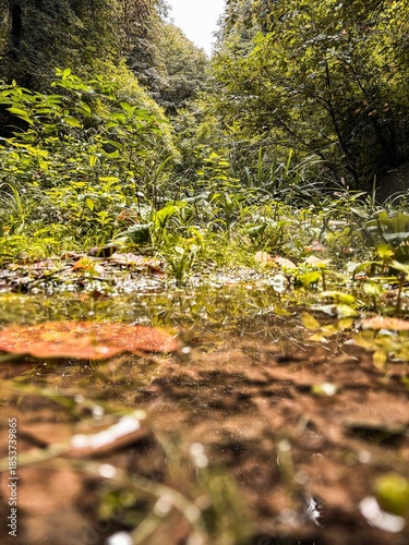 Forest Stream with Reflection of Trees and Lush Green Plants