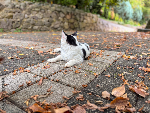 Black and White Cat Lying Down on Pavement in Autumn