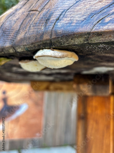 White Bracket Fungus Growing on Wooden Table Edge