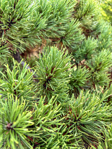 Green Pine Tree Needles with Fresh Morning Dew Drops