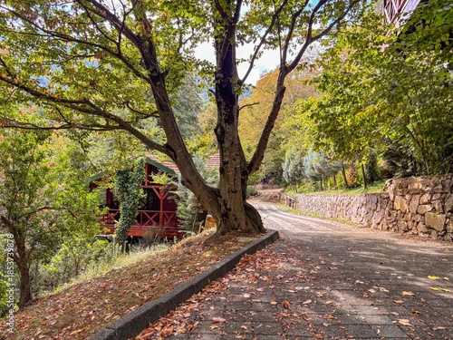 Large Tree on Forest Road with Wooden Cabins in Autumn