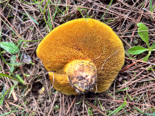 Macro Texture of Suillus Mushroom Yellow Porous Underside