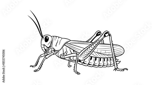 Hand Drawn Grasshopper Insect Bug Line Art Vector