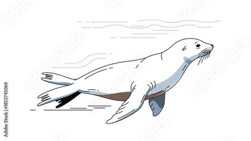 Sea Lion Swimming Marine Animal Wildlife Line Art Vector