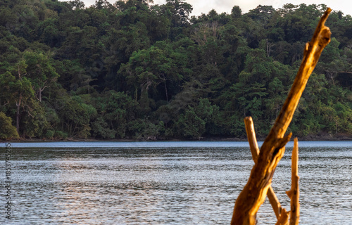 Calm Tropical River with Dense Forest and Driftwood in Foreground
