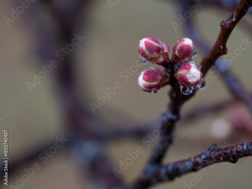 肌寒い12月に可愛らしく膨らんできた梅の蕾