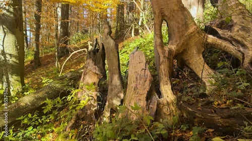 Lightning struck a huge ancient oak tree; its energy scorching the trunk; scattering debris. The tree is over two meters thick; hundreds of years old.