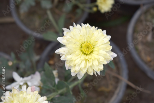 Beautiful White yellow chrysanthemum flowers closeup in the winter garden, Closeup of Chrysanthemum flower, Field of the White yellow Chrysanthemum, Beautiful White yellow flower blooming in nature.