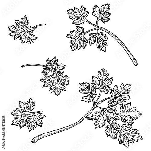 Sprigs and leaves of parsley or cilantro, black and white sketch. Vector illustration. Kitchen herbs and spices isolated on white background.