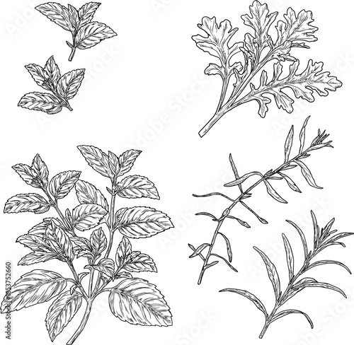 Sprigs and leaves of arugula, tarragon, basil, and mint, black and white sketch. Vector illustration. Kitchen herbs and spices isolated on white background. Sprig with leaves.