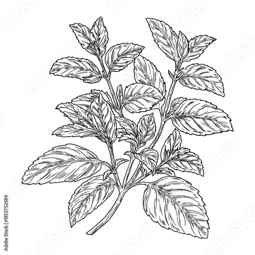 Mint sprigs and leaves, black and white sketch. Vector illustration. Kitchen herbs and spices isolated on white background. Lush bush with nettle branches and leaves.