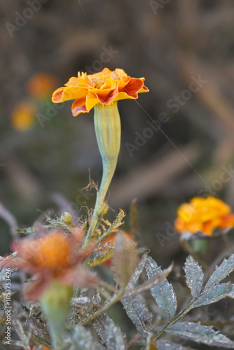 Yellow red french marigold flower blossom in garden, Yellow red french Mari Gold flowers for decorate garden, Close up of beautiful small marigold flower in garden. Marigold flowers bloom in nature