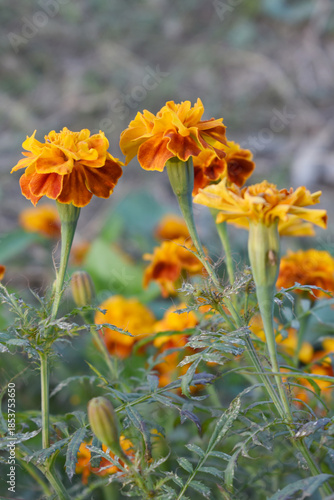 Yellow red french marigold flower blossom in garden, Yellow red french Mari Gold flowers for decorate garden, Close up of beautiful small marigold flower in garden. Marigold flowers bloom in nature