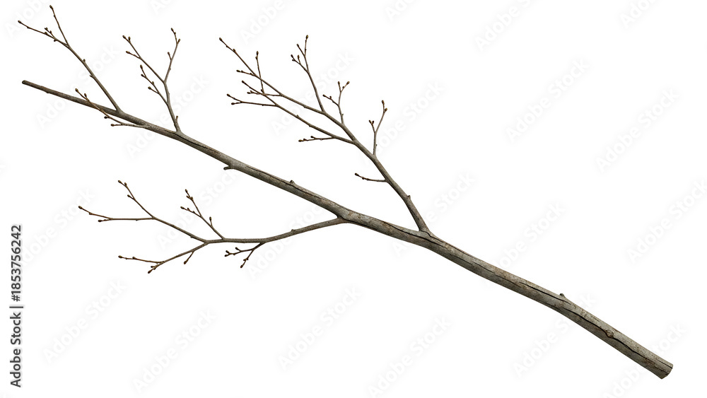 Fototapeta premium Bare tree branch on transparent background