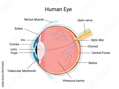 Human Eye anatomy. Eye structure. Diagram for education and medical use.  Vector illustration
