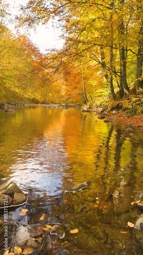 A tourist traveling along a clear mountain river in autumn in the Ukrainian Carpathians. Incredible autumn colors: gold and orange, red and yellow.