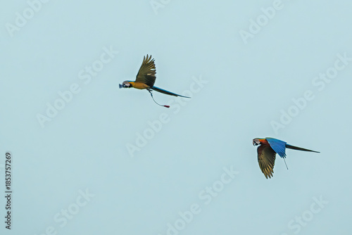 Macaw parrots flying in the sky.
