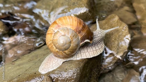 A snail examines a stone while traveling along a clear mountain river. Its cute face with delicate horns peers inquisitively at the flowing water.