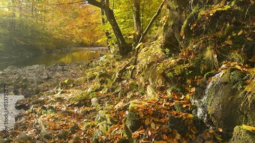 A tourist traveling along a clear mountain river in autumn in the Ukrainian Carpathians. Incredible autumn colors: gold and orange, red and yellow.