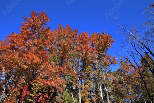 針木浄水場で紅葉狩り 初冬　（高知県　高知市）