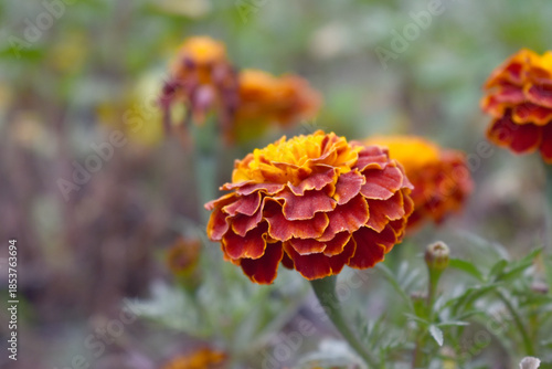 Red french marigold flower blossom in garden, red french Mari Gold flowers for decorate garden, Close up of beautiful small marigold flower in garden. Marigold flowers bloom in nature