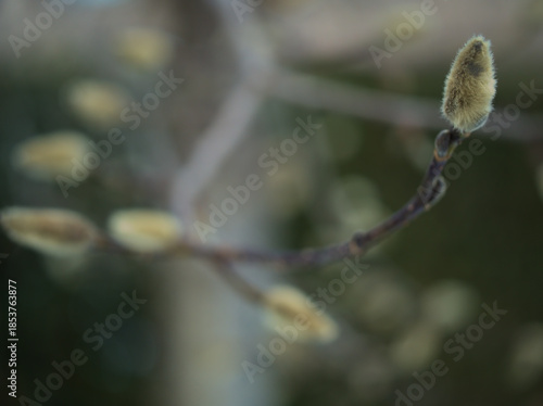 肌寒い12月に芽吹いたコブシの花芽