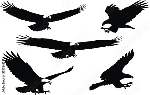 Silhouettes of american bald eagles in flight