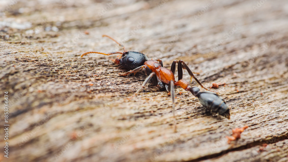 Fototapeta premium Small ant crawling on wooden surface
