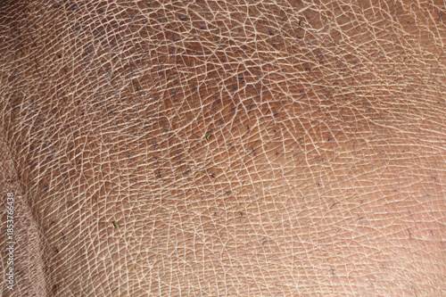 Fotografie Hippopotamus skin texture showing thick, wrinkled, leathery surface
