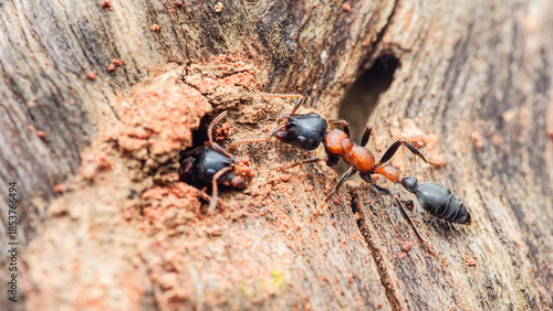 Konstfotografi Ant colonizing tree creating nest entrance close-up