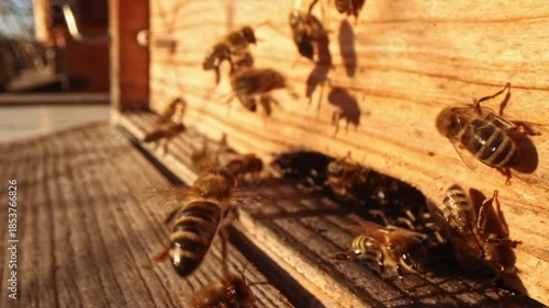 Close up view of beehive life with honey bees flying in and away. Wide angle macro slow motion take of frontal space of wooden beehive with fast exchanging of many bee bodies during sunny day.