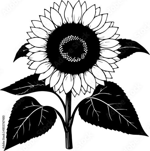 Stunning sunflower blossom line art for summer designs, perfect for nature lovers, and botanical illustrations, originally a scalable vector graphic