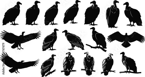 vulture, bird, silhouette, wildlife, animal, scavenger, flying, perched, nature, vector, black, illustration, predator, raptor, symbol